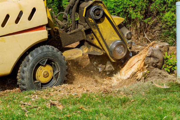 Best Tree Removal Contractors  in Edmond, OK